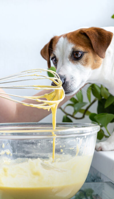 5 Simple Homemade Dog Food Recipes