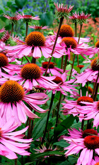 10 Popular Perennials to Brighten up a Garden