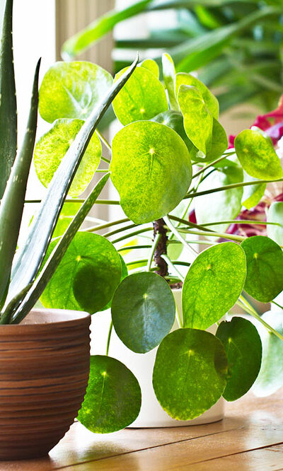 5 Best Air-Purifying Indoor Plants