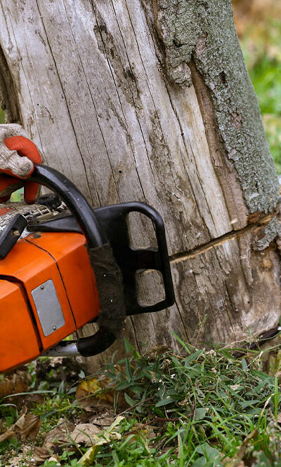 6 Reasons to Choose Tree Removal Services