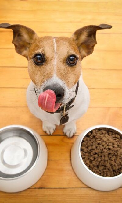 3 Best Dog Food Brands For Growing Puppies