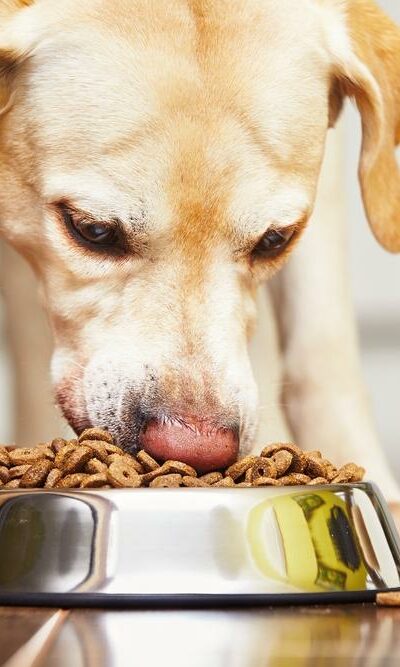 3 Best Dog Food Brands For Pregnant Dogs