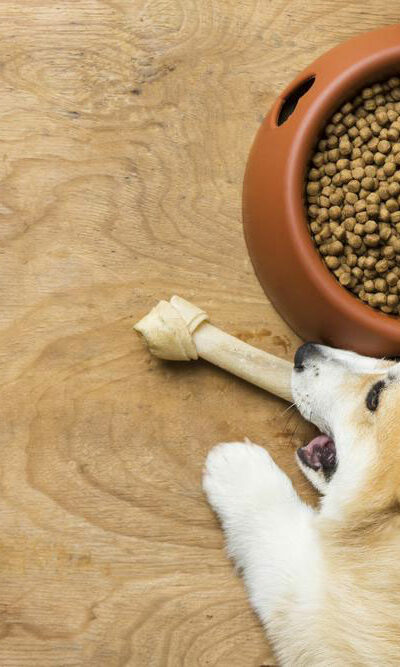 3 best dog foods for sensitive stomach