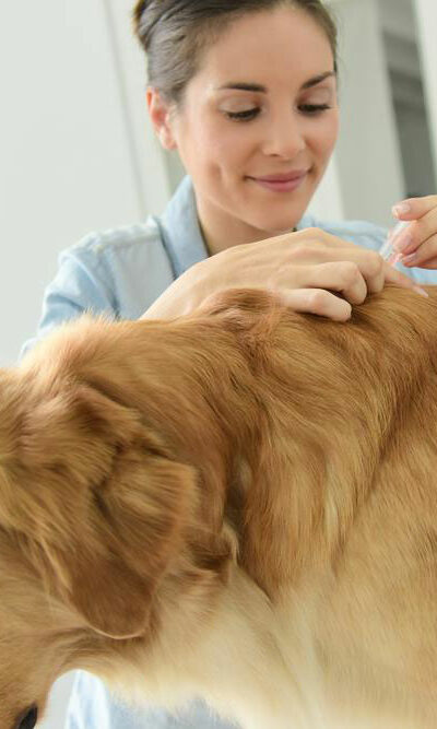 3 effective flea and tick treatments for your dog