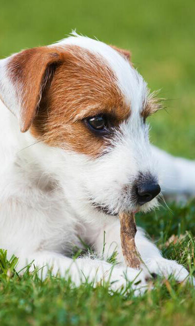 3 popular dog DNA test kits that yield accurate results