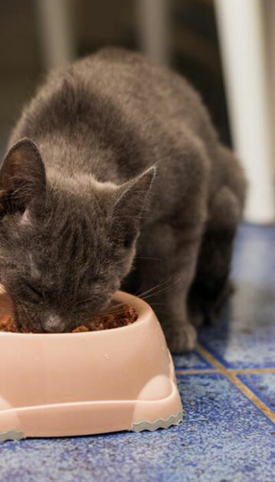 3 things to keep in mind while choosing cat food