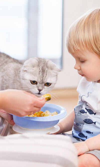 7 Popular Canned Food Choices For Cats