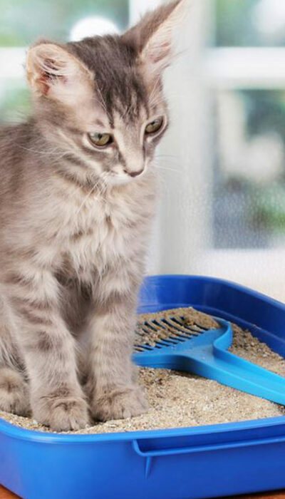 4 effective tips to choose the right cat litter box