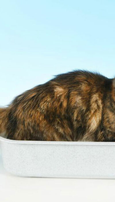 4 handy tips to clean your cat’s litter box