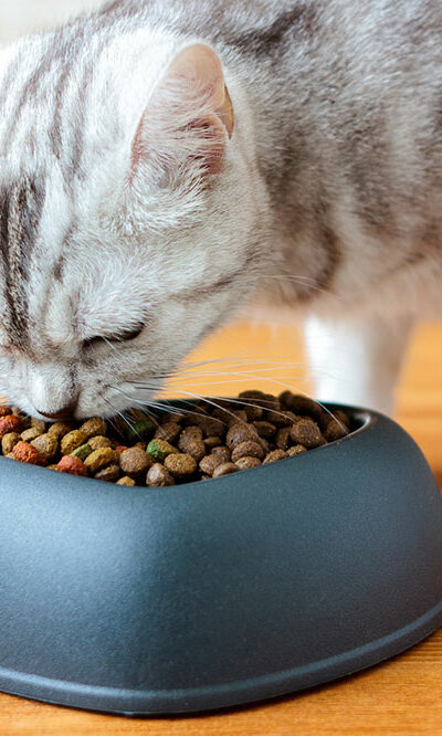 4 healthy cat food brands to buy from