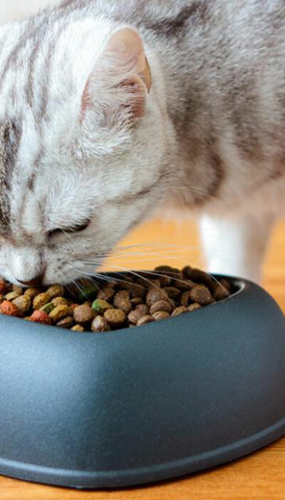 4 popular dry cat food brands for your beloved cat