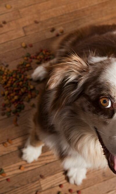 5 Best Premium Dog Foods For Your Puppy