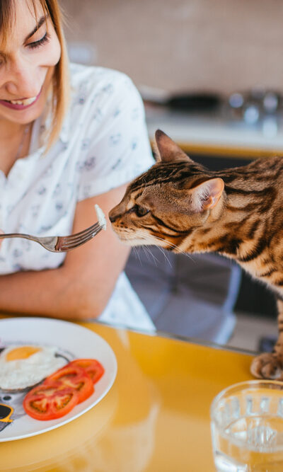 5 Popular Cat Foods to Choose From