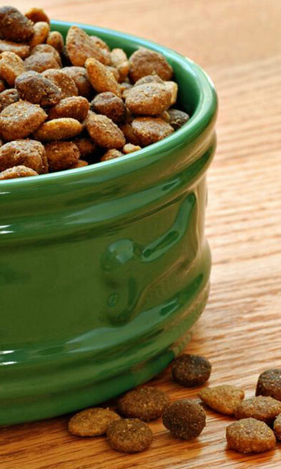 5 best dog foods that are great for your allergic pet