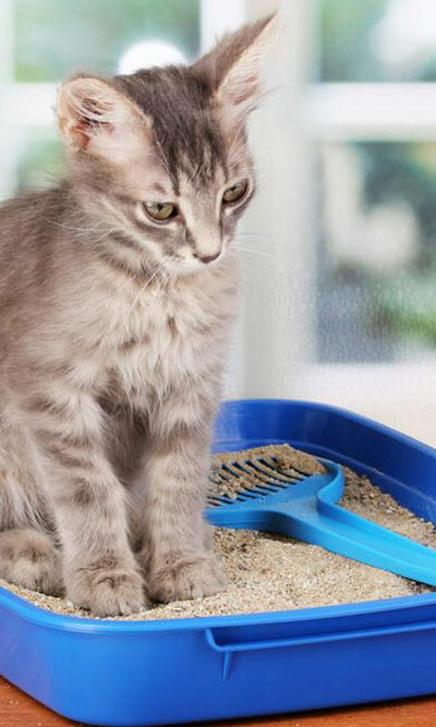 5 different types of cat litter for your feline partner