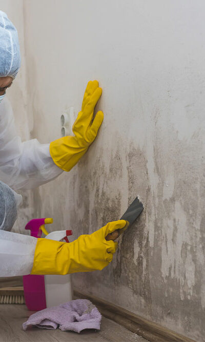 5 facts to know about mold before hiring a mold removal expert