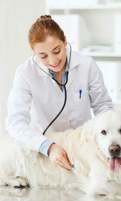 5 reasons you need to have pet insurance