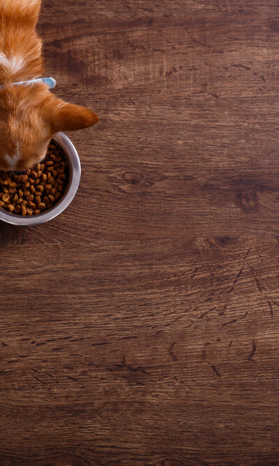 Choosing the Best Dog Food for Allergies