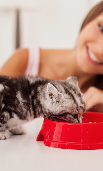 Choosing the Right Ingredients for the Best Dry Cat Food