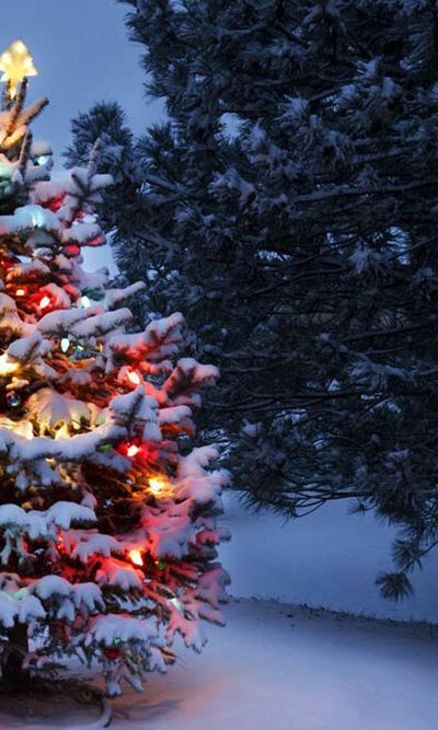 Christmas trees &#8211; A holiday tradition for centuries