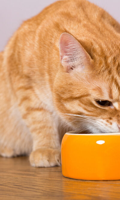 A Buying Guide for Cat Food