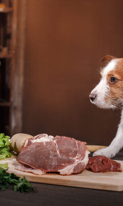 A Guide To The Best Premium Dog Food