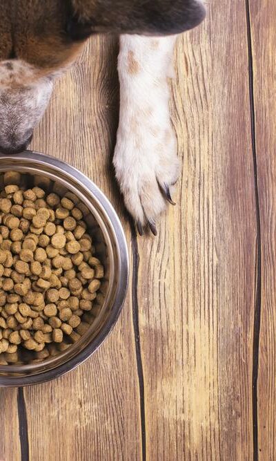 A Guide to Choosing the Best Dog Food