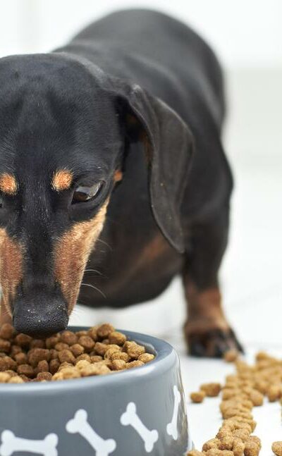 All About Dog Food