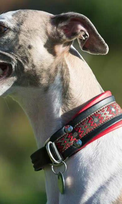 Are GPS Collars for Dogs Really Useful