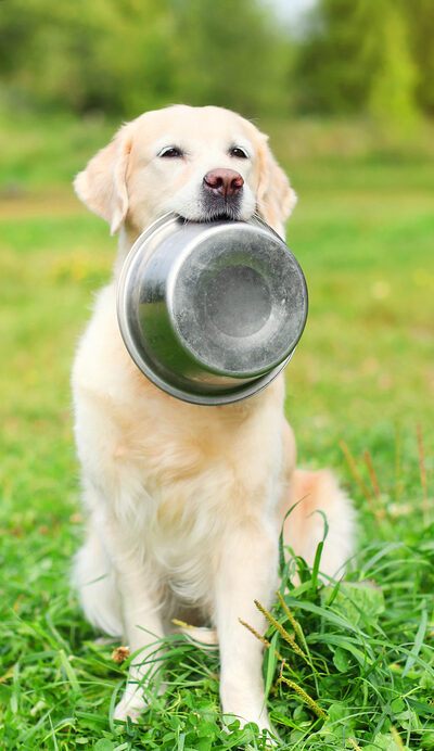 Boost Your Canine’S Diet With Healthy Dog Food