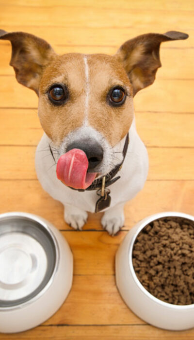 Best Dog Foods for Sensitive Skin