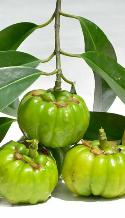 Getting an insight on Garcinia Cambogia