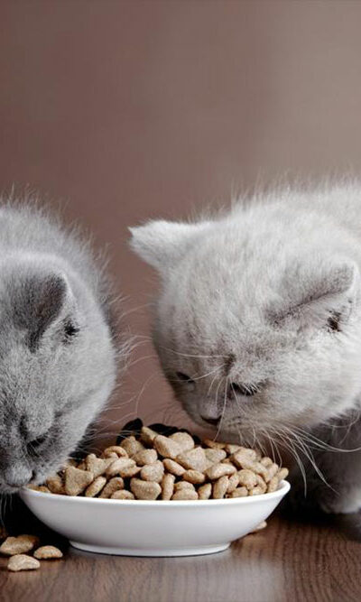 Guide to choose the best dry food for your indoor cat