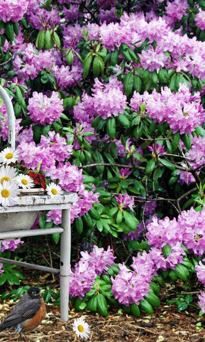 Guide to prune Azaleas