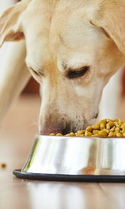 Dog Foods to Avoid and Eat If Your Pet Has a Sensitive Stomach