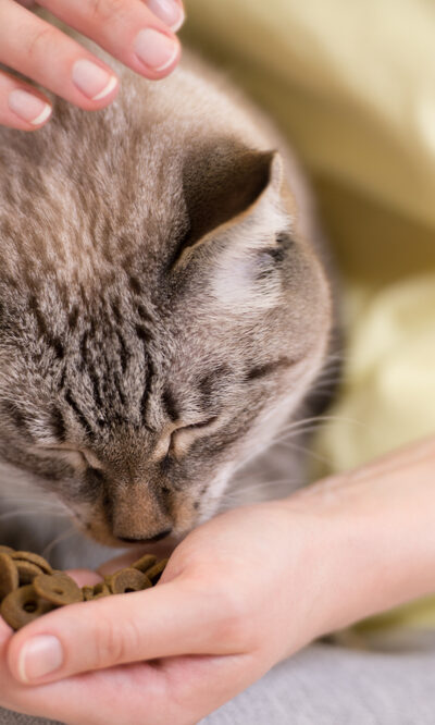 Dry Foods For Cats To Improve Their Health