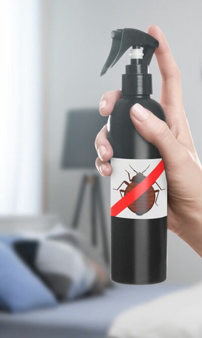 Effective bed bug treatment options