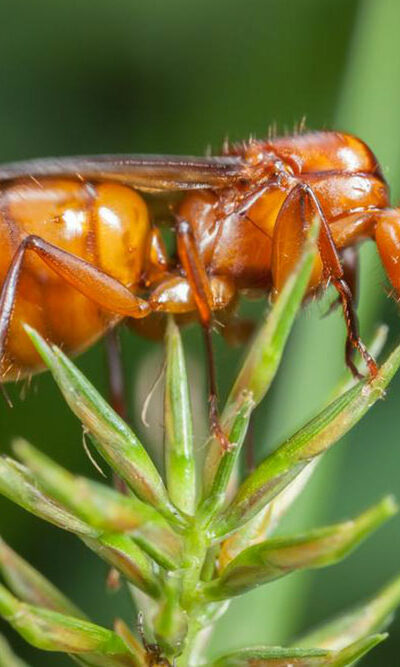 Effective treatments to get rid of fire ants