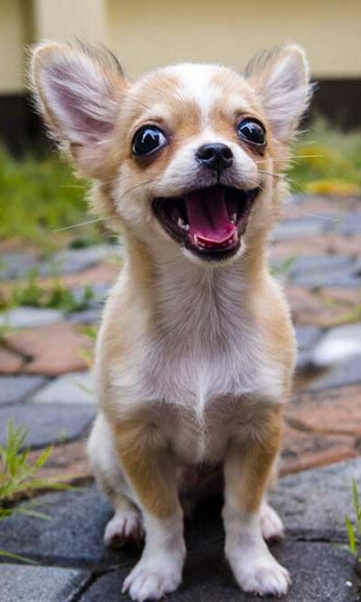 Eight Interesting Facts About Chihuahuas