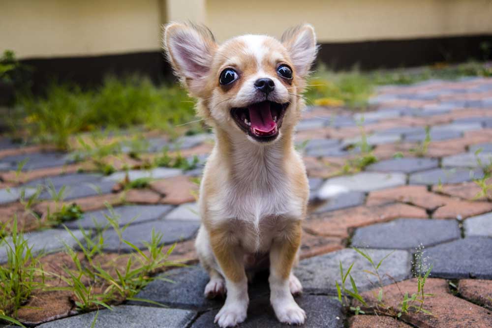 Eight Interesting Facts About Chihuahuas