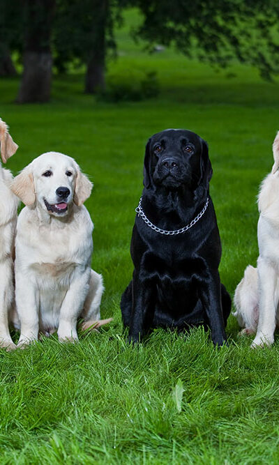 Eight most popular dog breeds