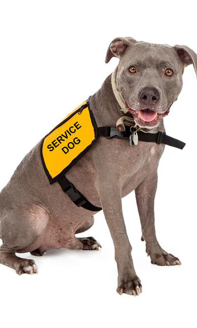 Everything you need to know about getting a service dog certification