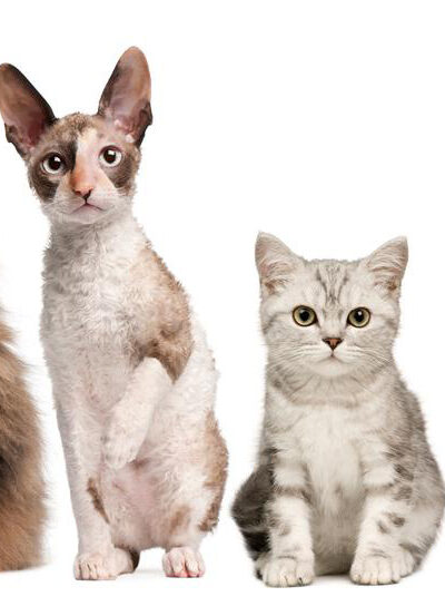 Four cat breeds you must consider bringing home