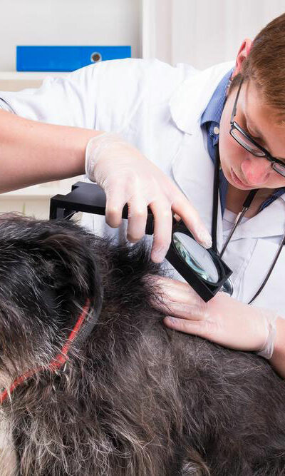 Four diseases dogs may spread to their owners