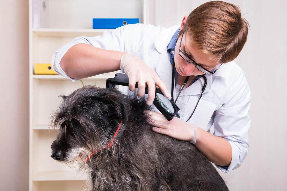 Four diseases dogs may spread to their owners