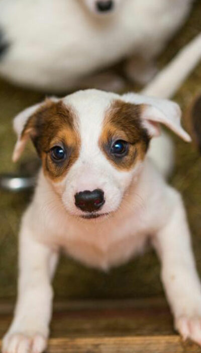 Factors to consider before adopting puppies