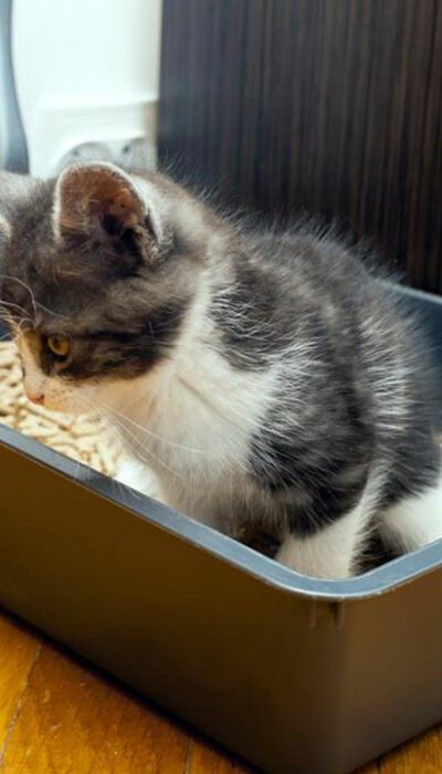 Factors to consider before purchasing automatic cat litter boxes