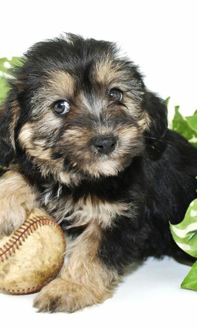 Facts you didn&#8217;t know about Morkie puppies