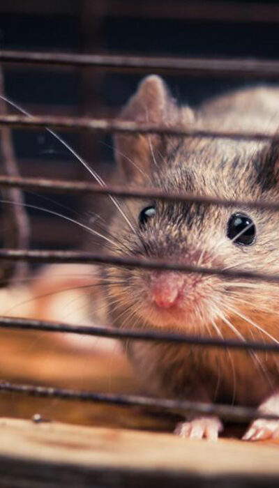 Five questions to ask before you hire a rodent pest control expert