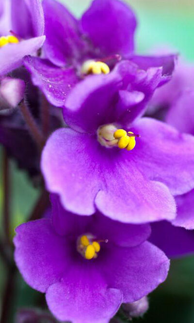 Know your African violets